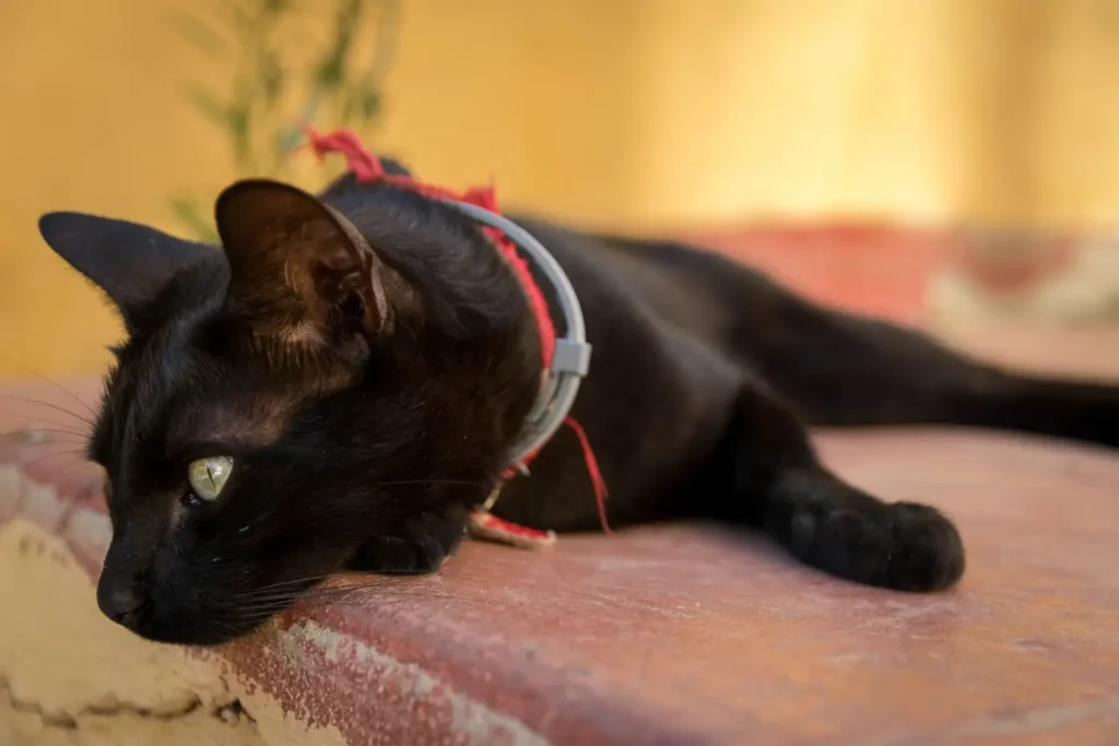 Black American Shorthair Cat