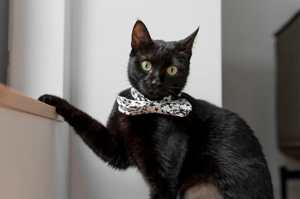Black American Shorthair Cat