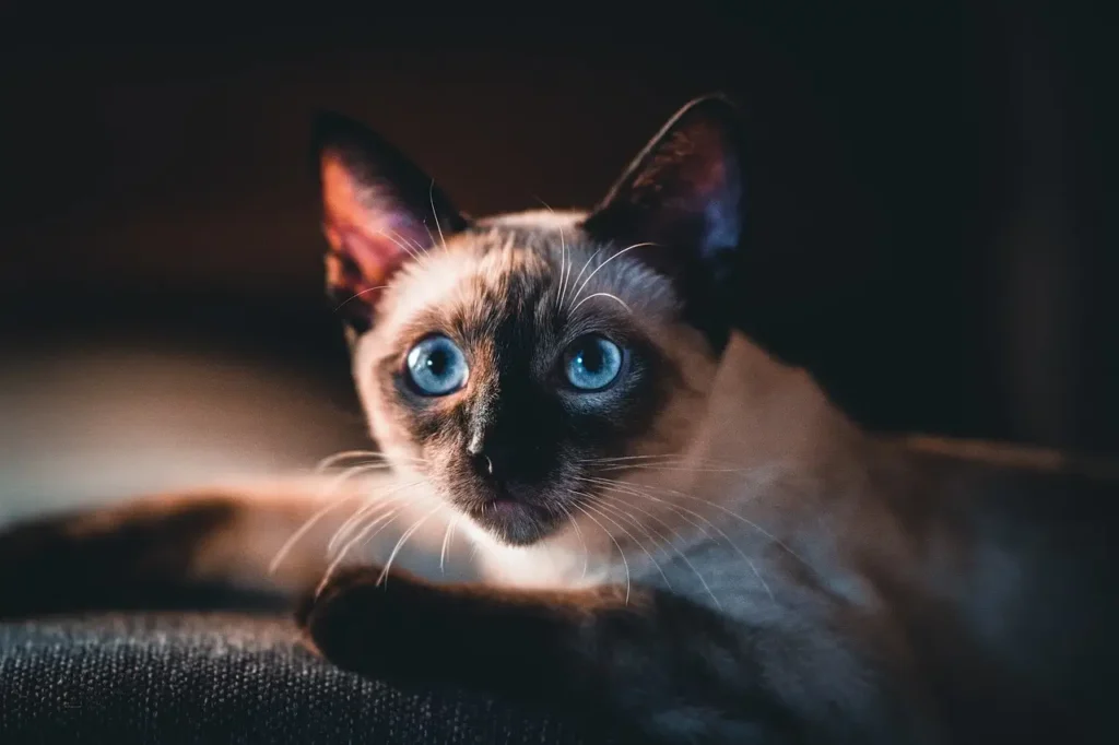 Black Siamese Cats