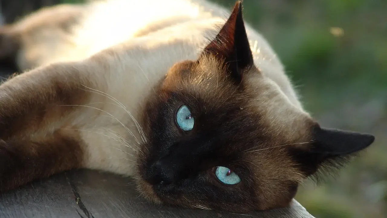 Black Siamese Cats