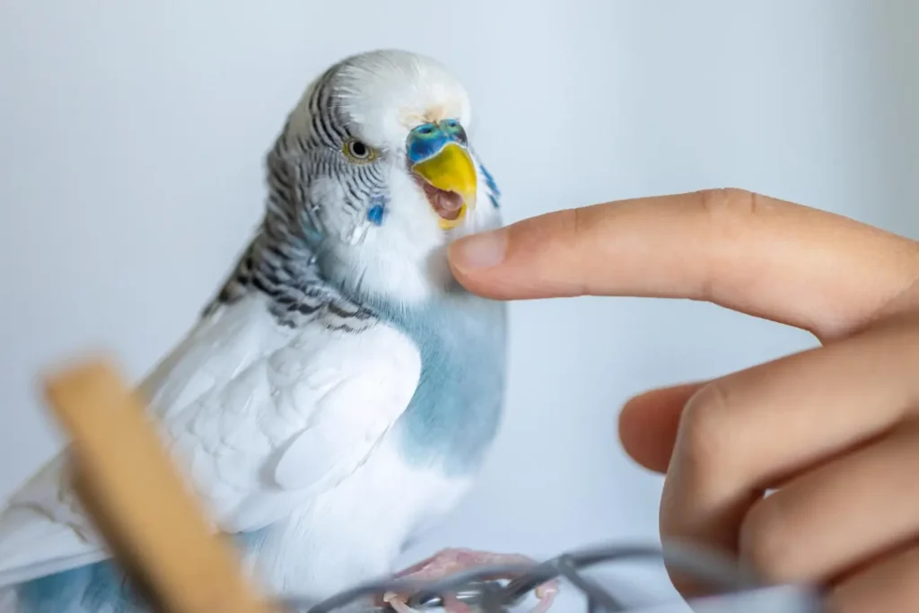Blue Budgie training
