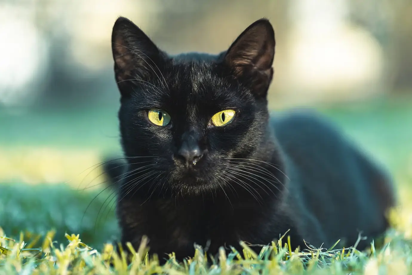 7 Surprising Facts About Black American Shorthair Cats