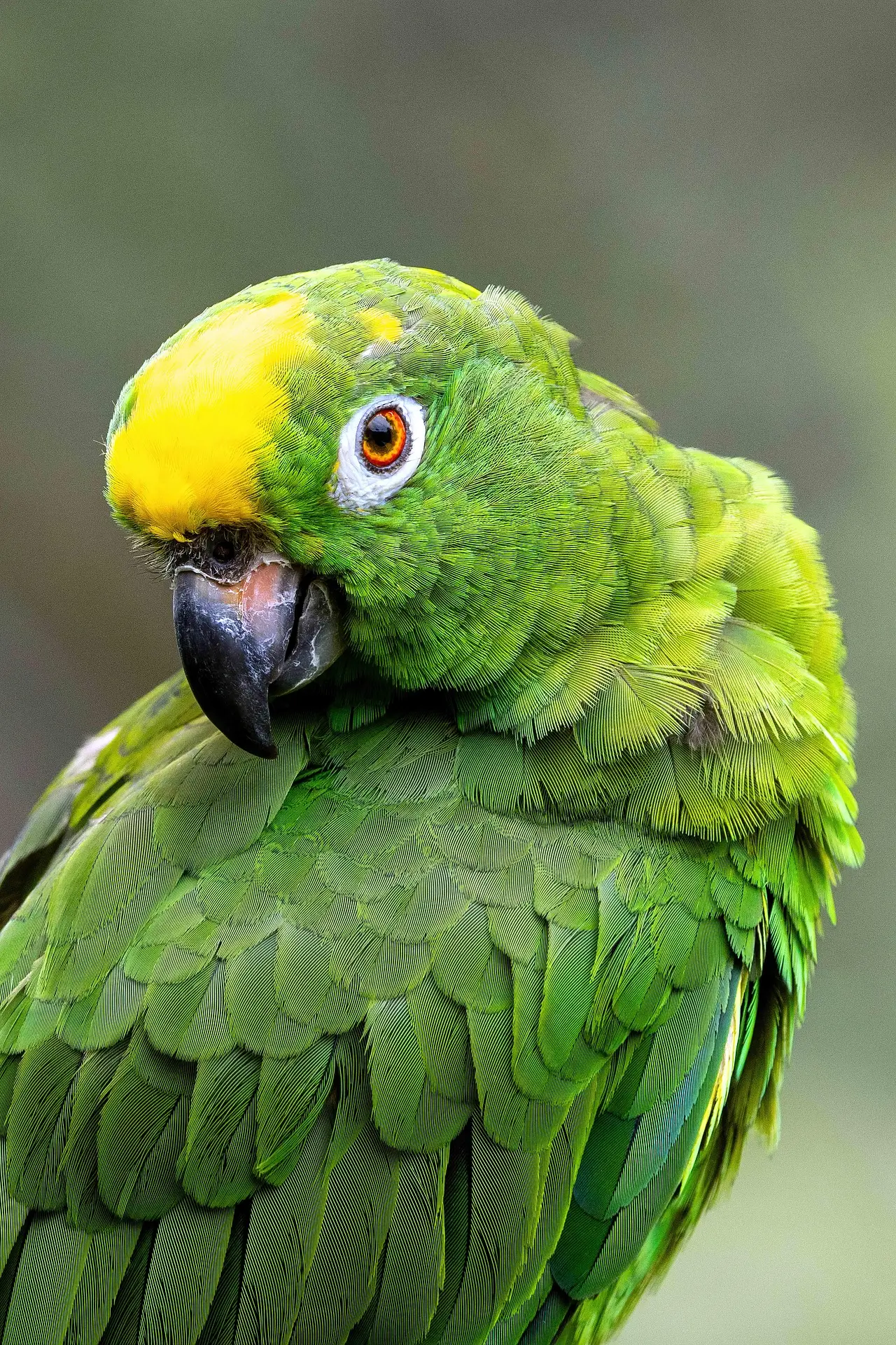 parrot
