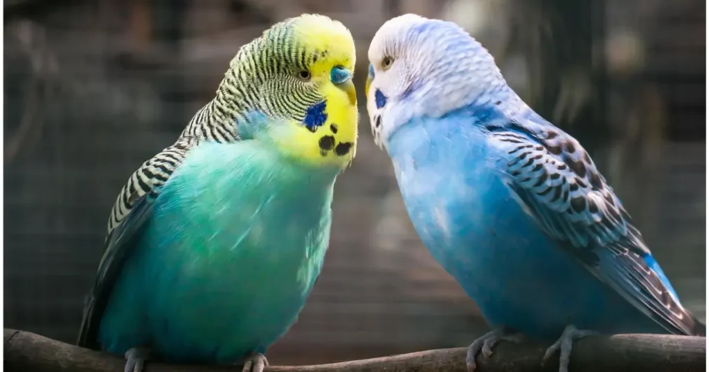 Blue Budgie