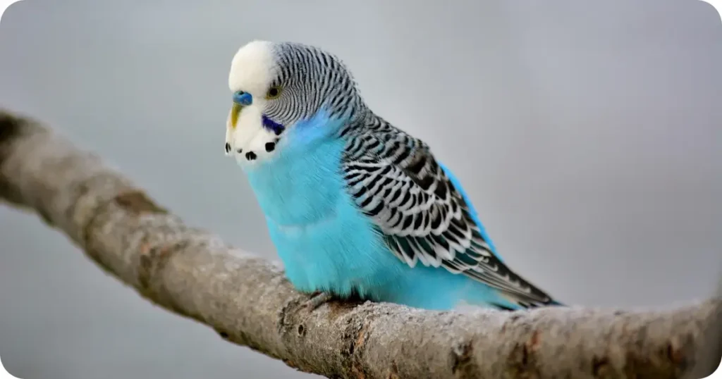 Blue Budgie