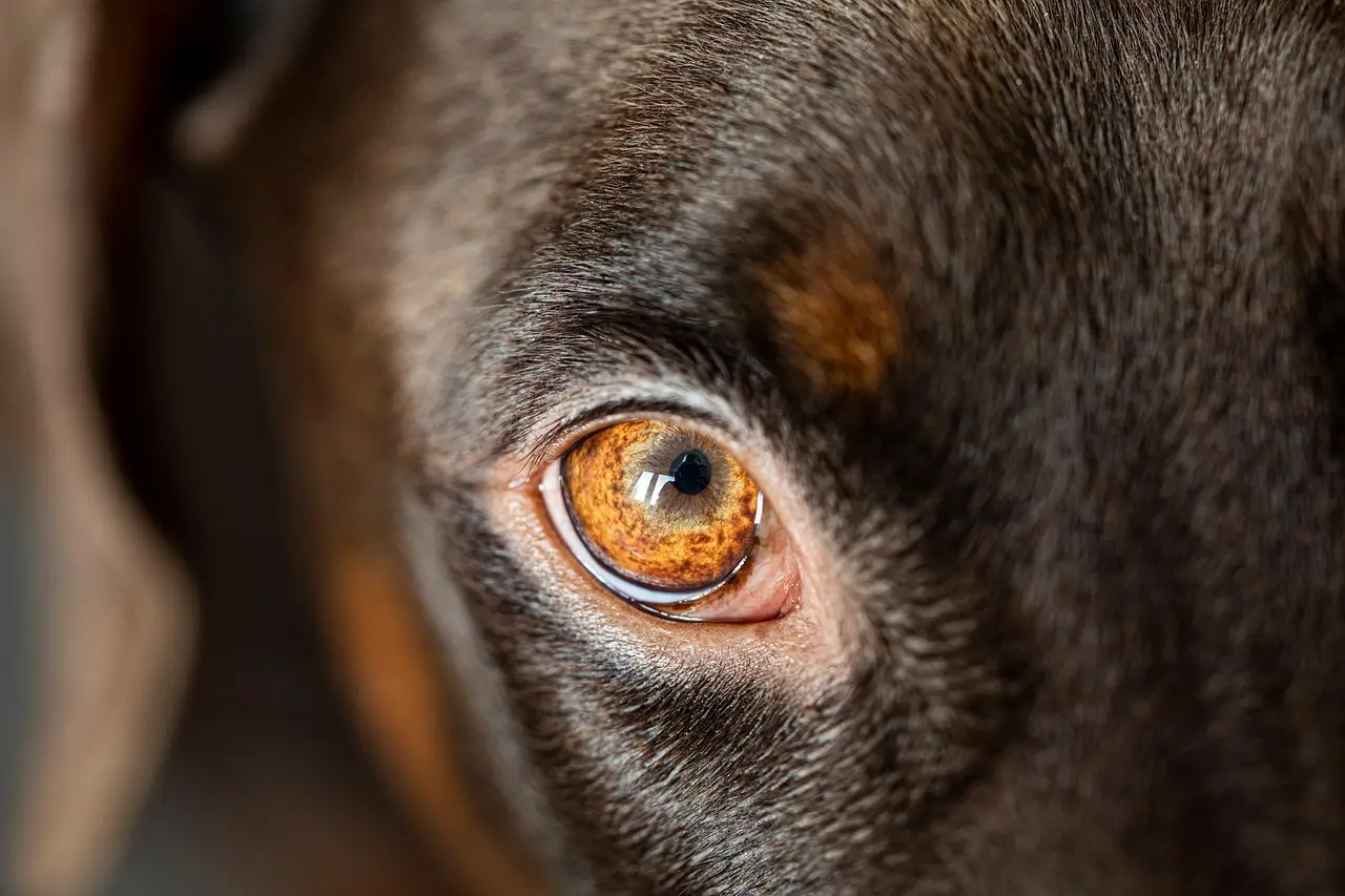 Can Dogs See in the Dark
