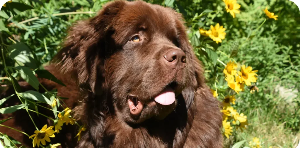 big fluffy dog breeds