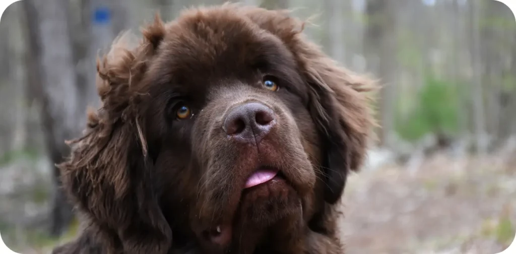 big fluffy dog breeds