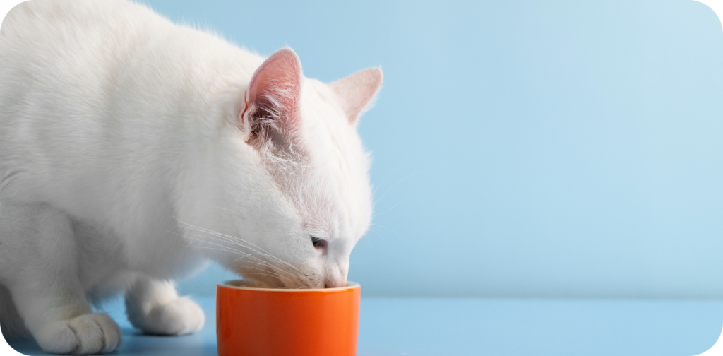 Can Cats Eat Yogurt