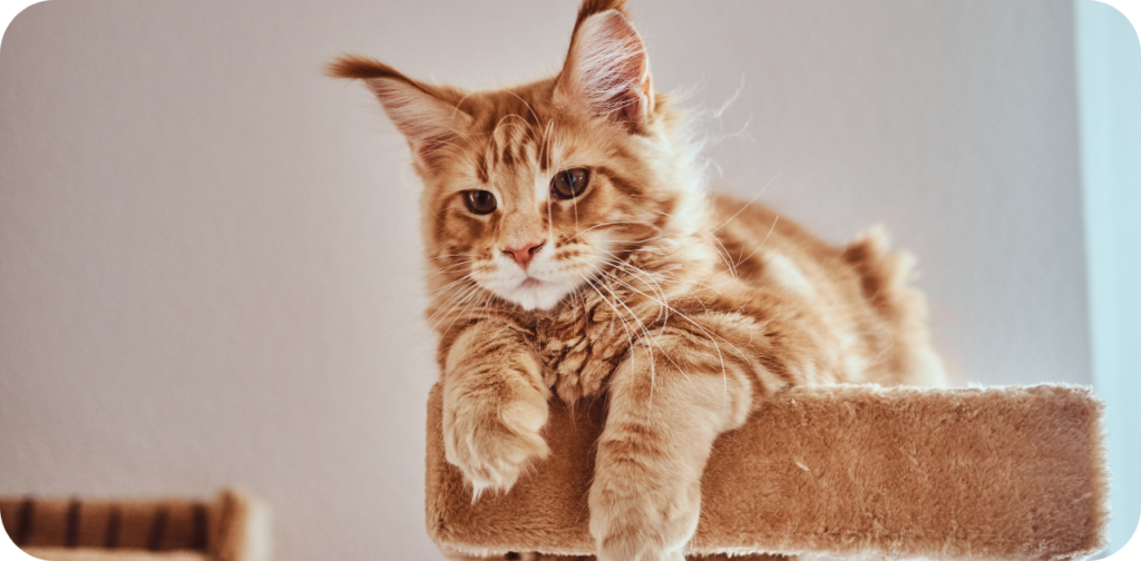 how long do maine coon cats live