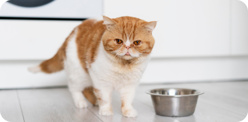 Can Cats Eat Yogurt