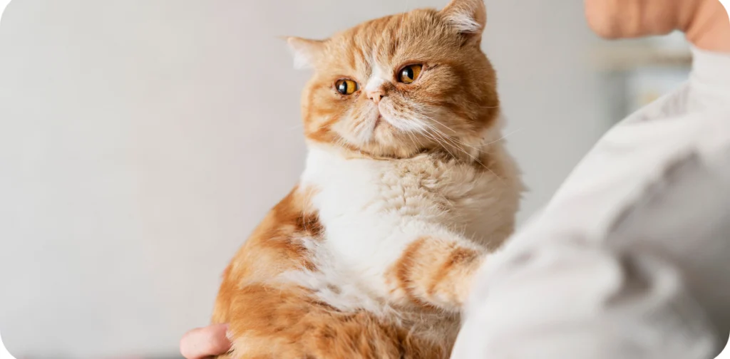 how long do maine coon cats live