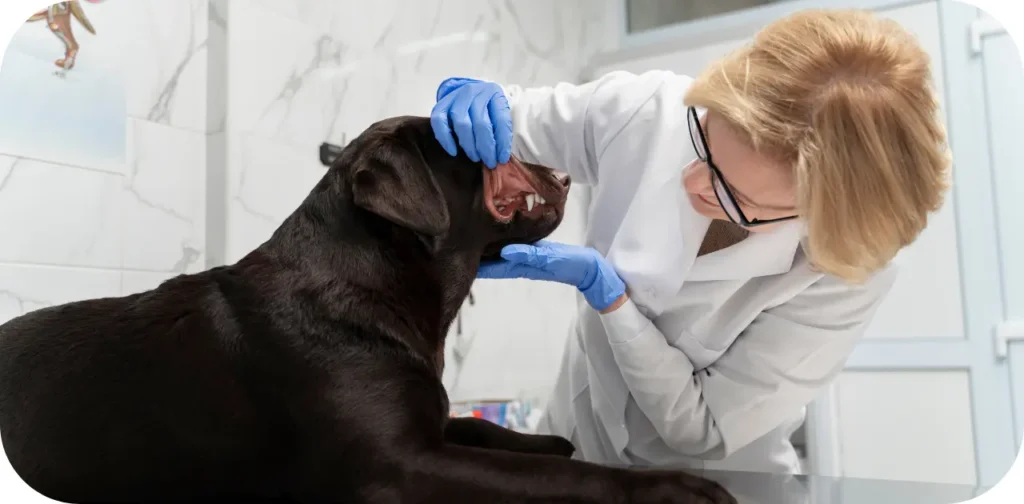 Dog Health Symptoms