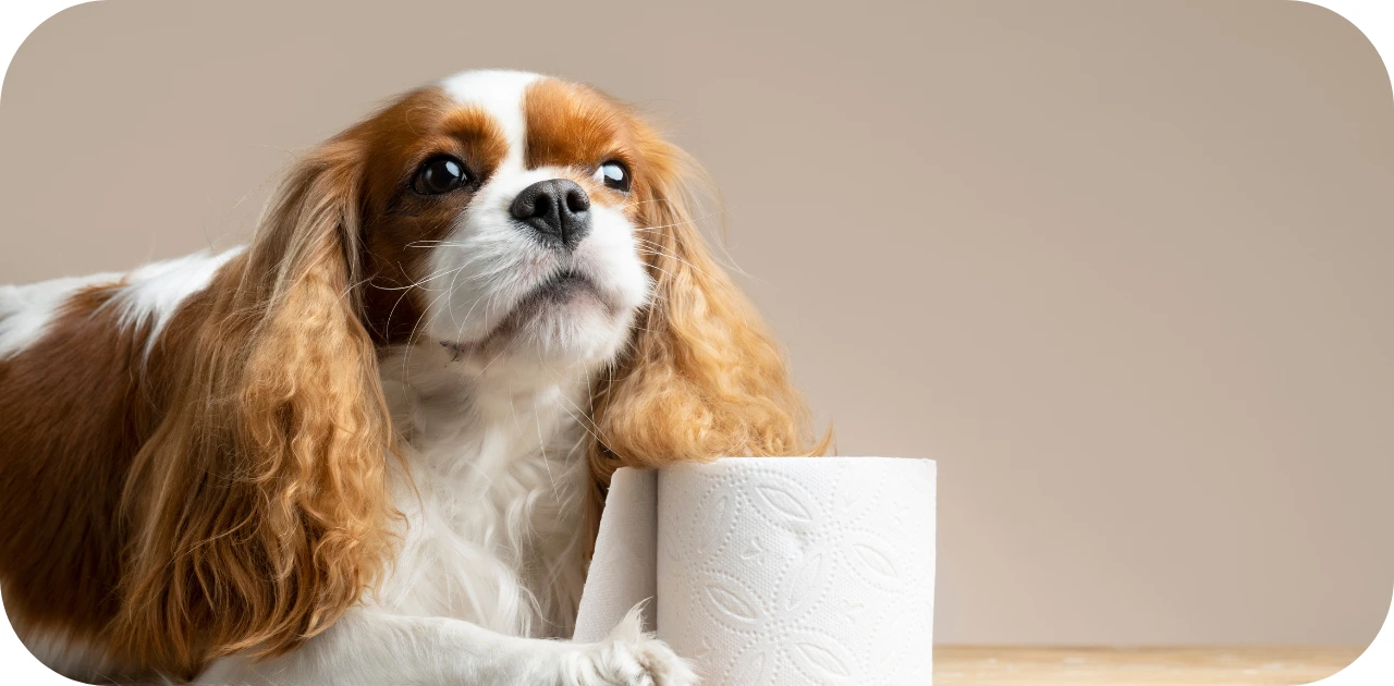 How to Potty Train a Puppy