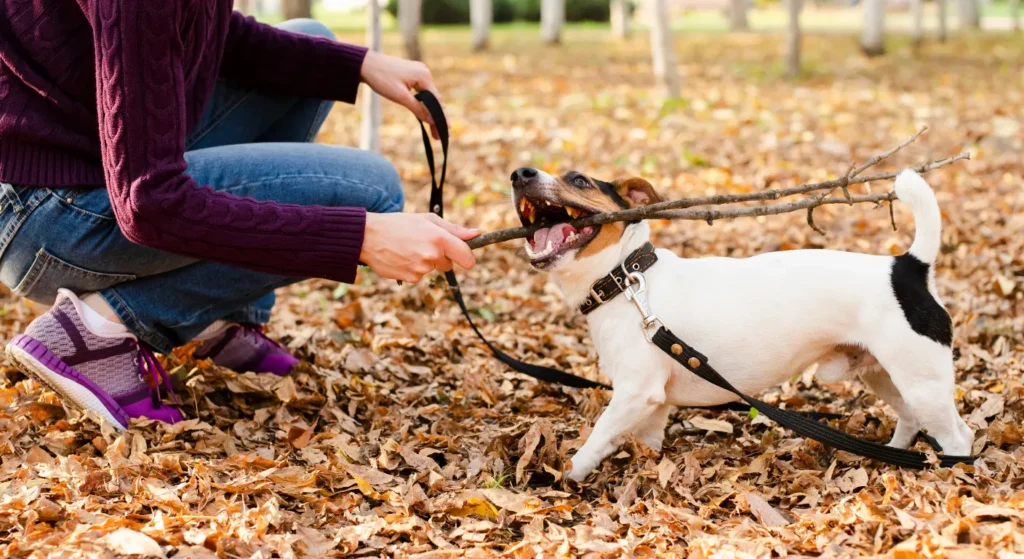 How to Stop Puppy Biting and Jumping on People: Easy Training Tips for Beginners

