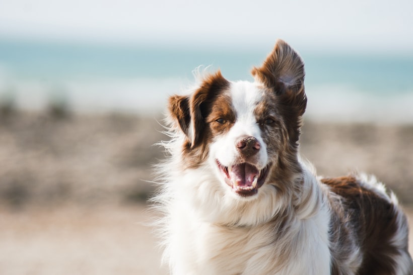 Hip Dysplasia in Dogs