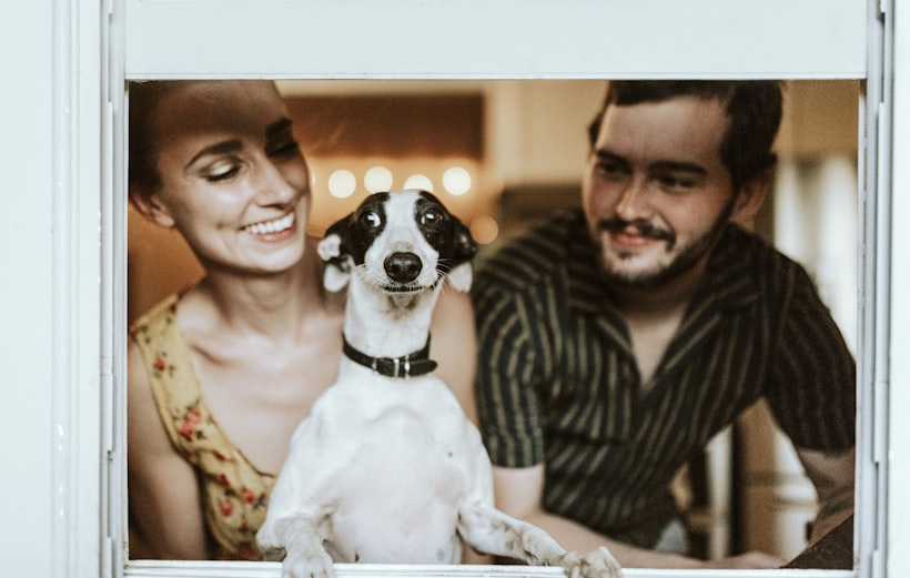 Dog being groomed with a brush
